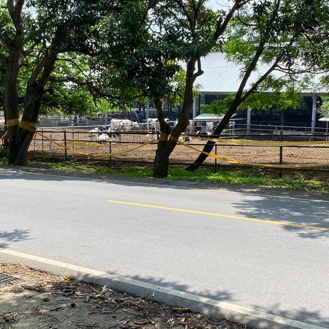 「遊覽台中之旅 - 台中公園、東海大學與美味鮭魚拉麵」