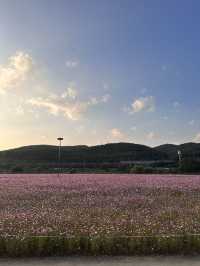 대구에서 코스모스밭을 보고 싶다면?🌸