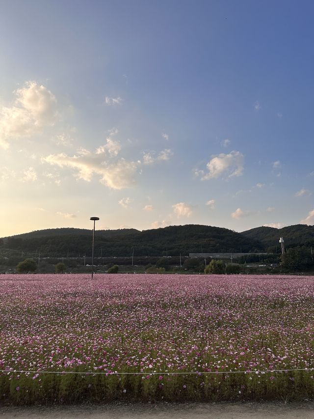 대구에서 코스모스밭을 보고 싶다면?🌸