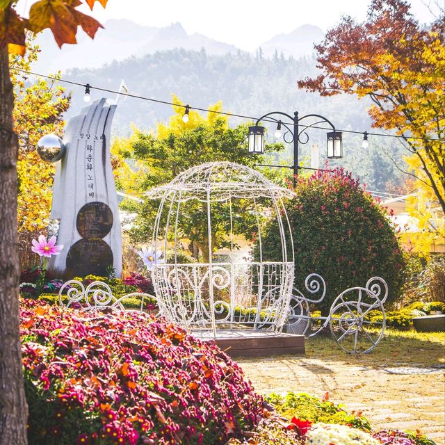 오색빛깔 만개한 월출산 국화축제 근황 🌼