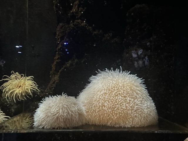 【山形】日本一のクラゲ水族館