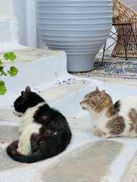 【ミコノス島🇬🇷】ねこ好き必見！ねこの島🐈‍⬛🐈🐾