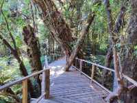 สัมผัสป่าดึกดำบรรพ์ อาลีซานเมืองไทย 🌲🌲🌲