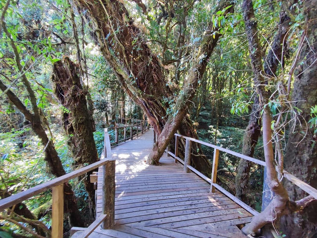 สัมผัสป่าดึกดำบรรพ์ อาลีซานเมืองไทย 🌲🌲🌲