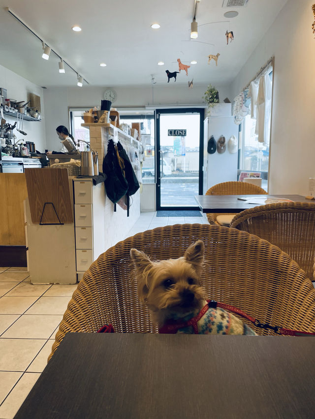 【大阪府】ペットと過ごせる南大阪エリアのドッグカフェ