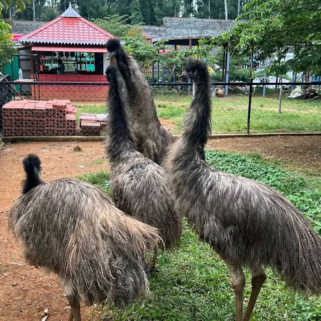 Best Park for Kids in Yercaud hill station 