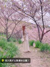千葉にもある！河津桜の名スポット！佐久間ダム湖