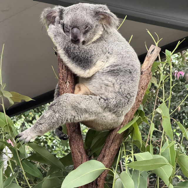 Visiting Lone Pine Koala Sanctuary