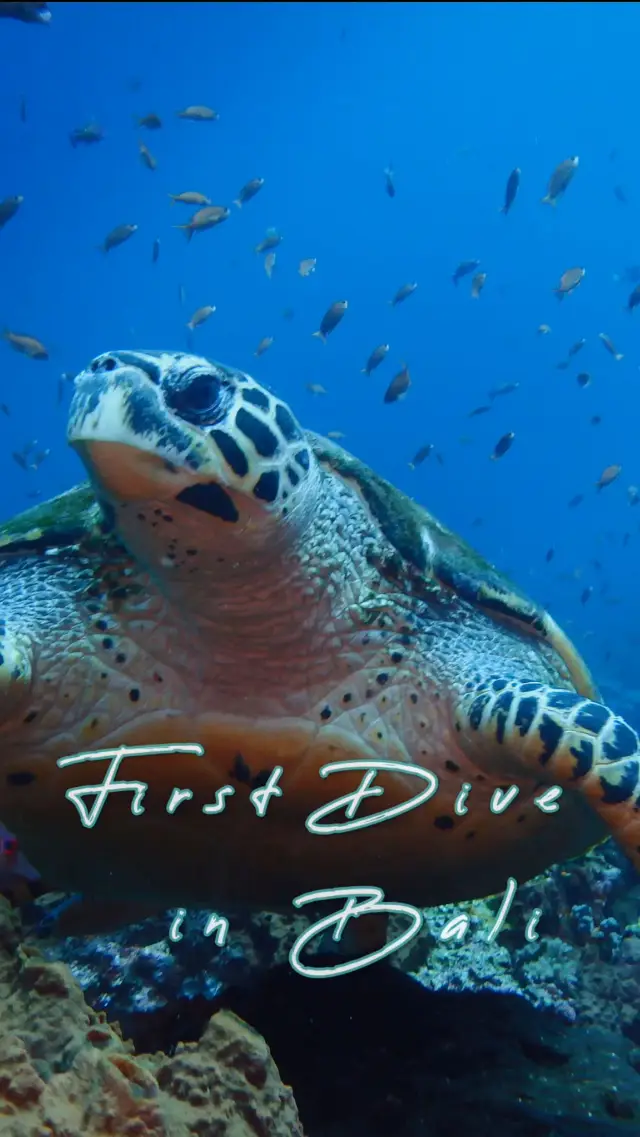 人生第一次水肺潛水體驗 ❣️ 印尼峇里藍夢島夢幻海底世界