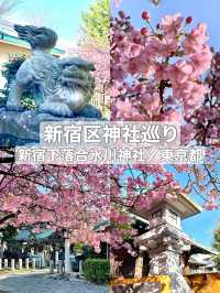 【新宿下落合氷川神社/東京都】歴史深い神社と河津桜