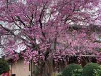 ชมดอกซากุระ ที่สวนสาธารณะเมืองชิริว ไอจิ🌸