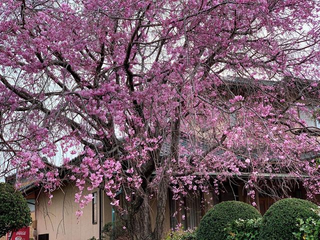 ชมดอกซากุระ ที่สวนสาธารณะเมืองชิริว ไอจิ🌸