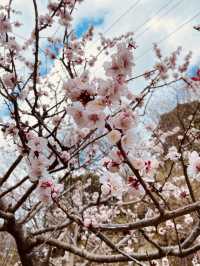 神戸布引ハーブ園！2024年3月中旬の開花状況
