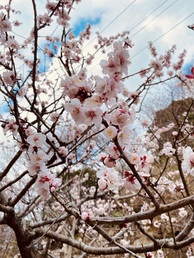 神戸布引ハーブ園！2024年3月中旬の開花状況