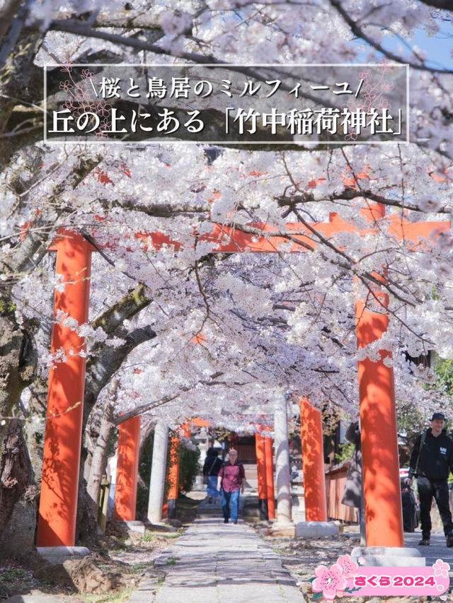 【京都×桜】本当は教えたくない🙅ガイドブックにも載らない穴場の桜スポット🌸
