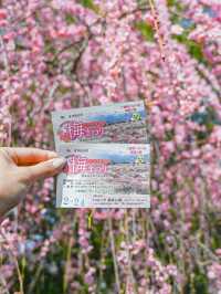  【三重】一度は見たい春の絶景！展望台から見渡せる梅🌸 