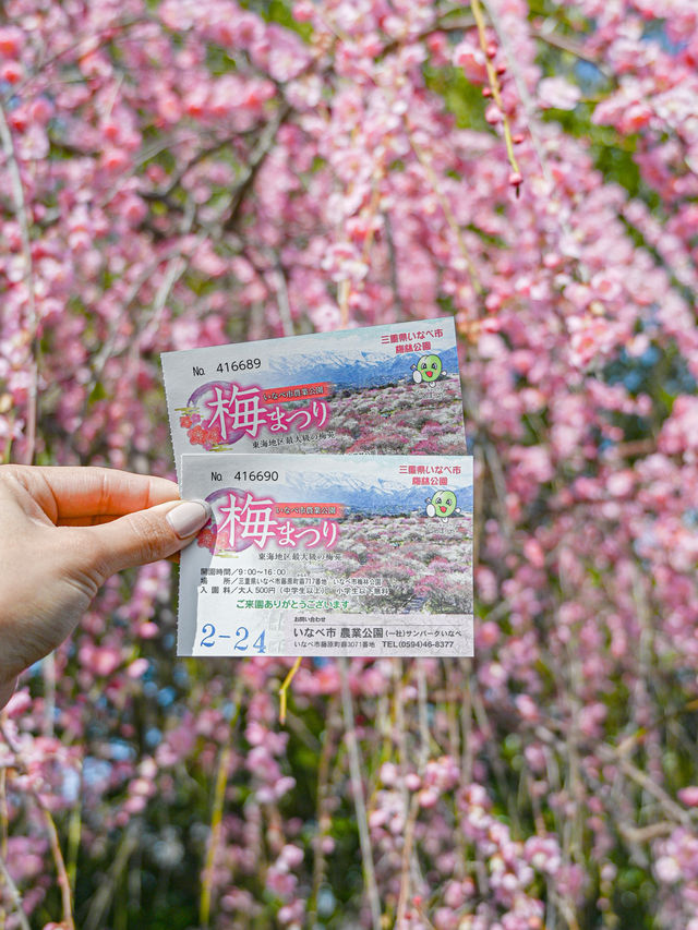  【三重】一度は見たい春の絶景！展望台から見渡せる梅🌸 