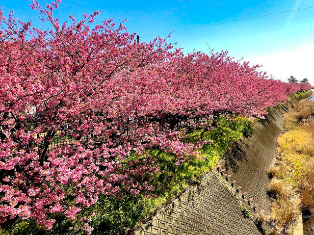 Kawazu Sakura, Shizuoka