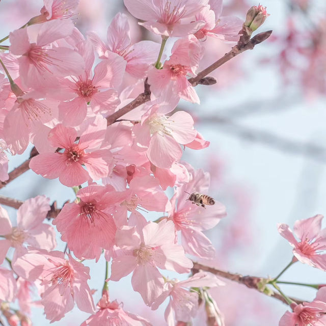 「汐入公園」櫻花的身心洗禮