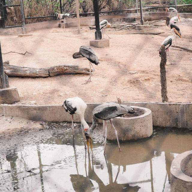 Khonkaen zoo
