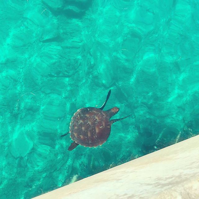 Taking a selfie with a turtle 