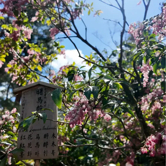 「天龍寺：日本最美庭園，心靈寧靜之旅」