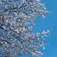 【三重県】願いが叶う？！叶の宮　金井神社　毎月変わる御朱印と花いっぱいの花手水