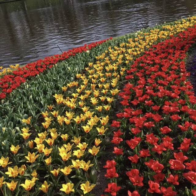 튤립의 바다를 거닐다 - 암스테르담의 쿠켄호프 정원.