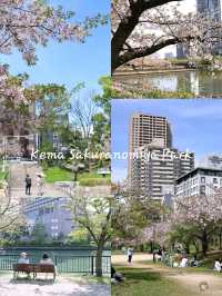 ที่ชมซากุระในเมืองโอซาก้า วันเดียวก็เที่ยวได้!