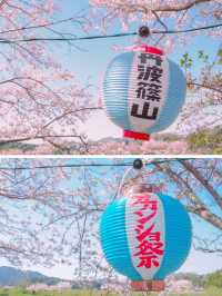【兵庫・丹波篠山】超穴場！500ｍの桜トンネル