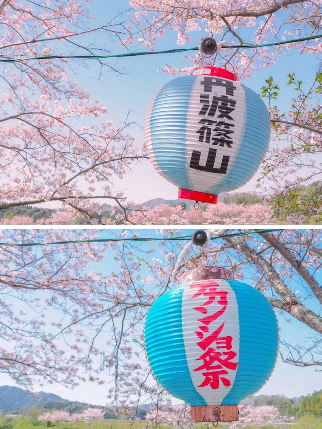 【兵庫・丹波篠山】超穴場！500ｍの桜トンネル