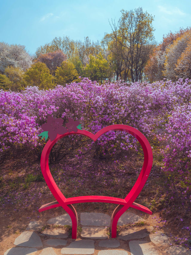 봄이되면 보라빛 진달래 꽃 동산에서 벚꽃나무를 함께 볼 수 있는 이곳은“부천 원미진달래동산“ 