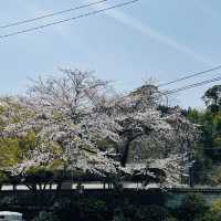 🌸วัดนันโซอินยามซากุระผลิบาน