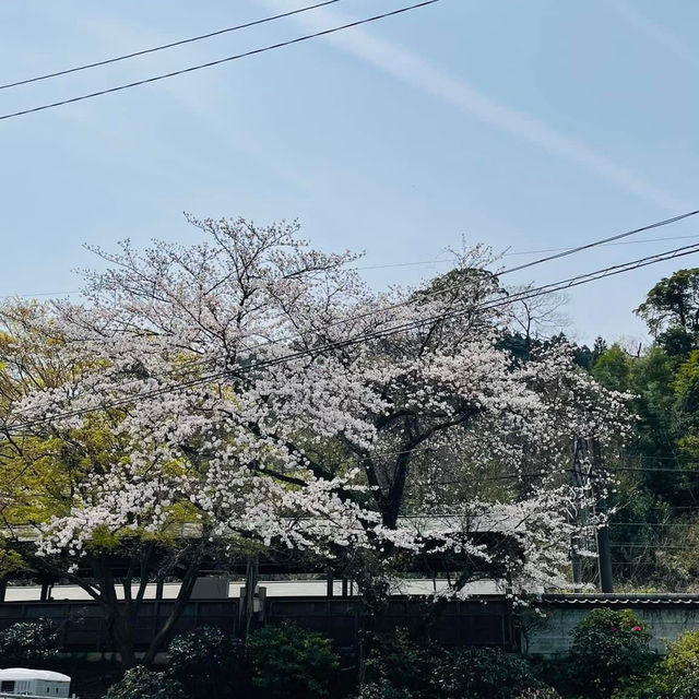 🌸วัดนันโซอินยามซากุระผลิบาน