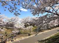 Cherry Blossom in Ogawara Park