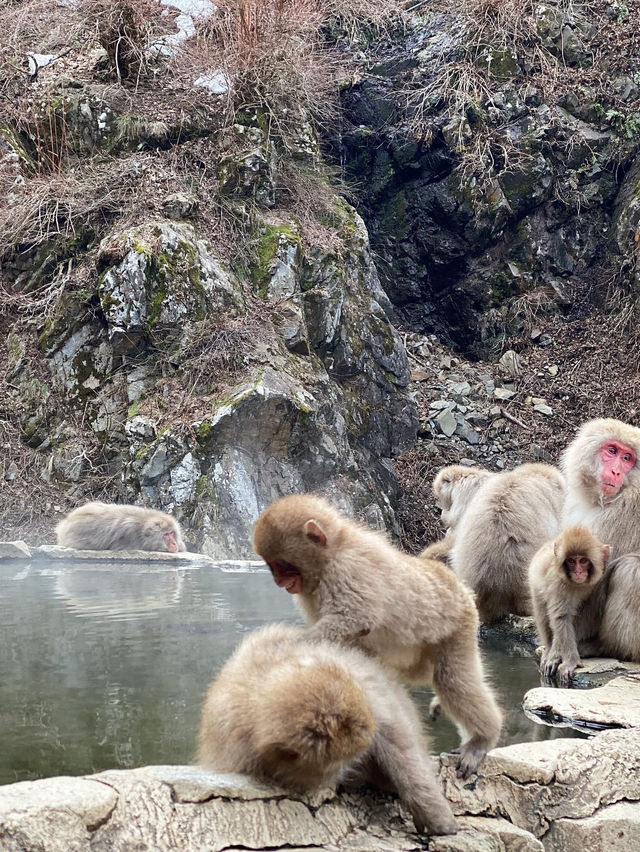 Jigokudani Monkey Park in Yamanouchi