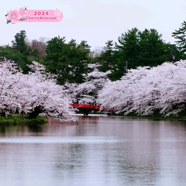 Sakura in Hirosaki Castle