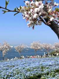  Nemophila Festival งานเทศกาลดอกไม้โอซาก้า