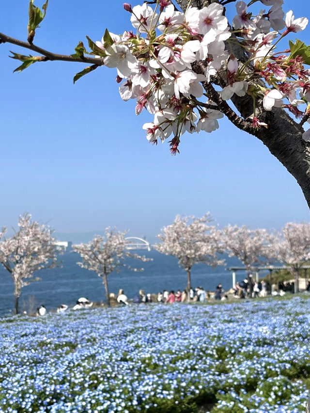  Nemophila Festival งานเทศกาลดอกไม้โอซาก้า