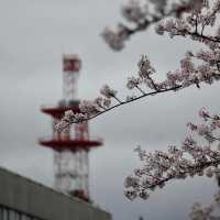 日本青森弘前公園櫻花