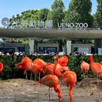 【東京景點】上野動物園：100年歷史，必探訪！🐼🐻‍❄️🌳🌍