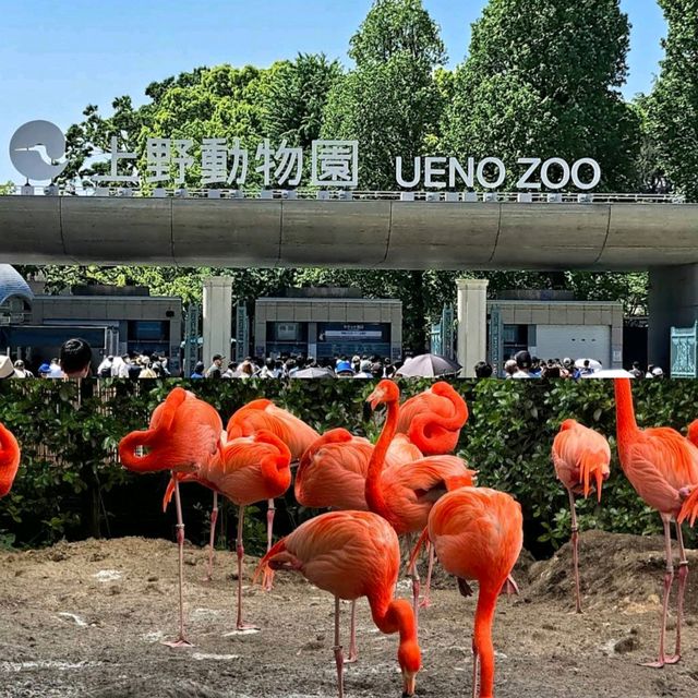 【東京景點】上野動物園：100年歷史，必探訪！🐼🐻‍❄️🌳🌍