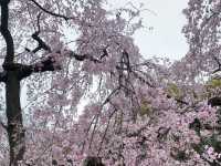 【日本廣島景點】縮景園之三：除了日櫻🌸還有限定活動：夜櫻🌸被夜櫻埋沒的縮景園更令人陶醉🌸