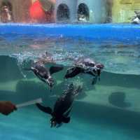 Amazing Experience at COEX Aquarium!