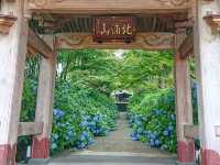 秋田北浦雲昌寺繡球花
