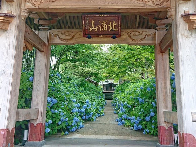 秋田北浦雲昌寺繡球花