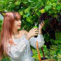 🍇 สวนองุ่นอิ่มสุข @ดอยสะเก็ด เชียงใหม่