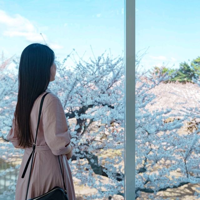고료카쿠 타워에서 내려다보는 별 모양 벛꽃은 정말 최고