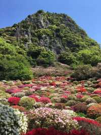 九州賞花景點