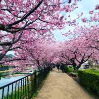 【伊豆・河津町】河津桜
